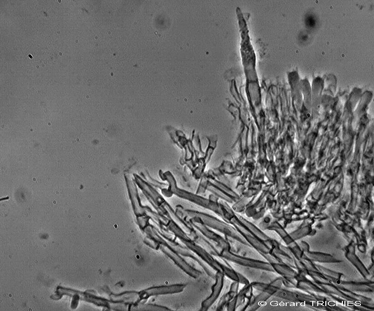 Ceppo - Crosta da determinare foto 1683 (Phlebia nothofagi)